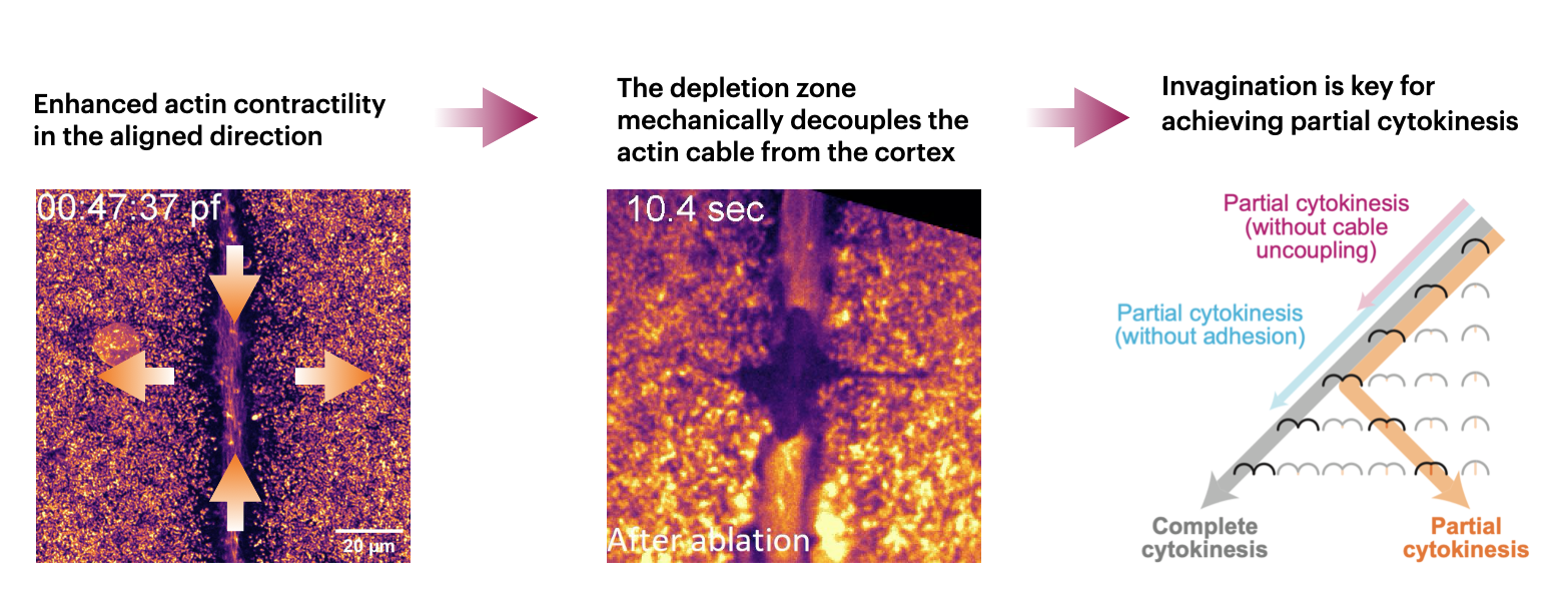 Cytoskeleton and active matter