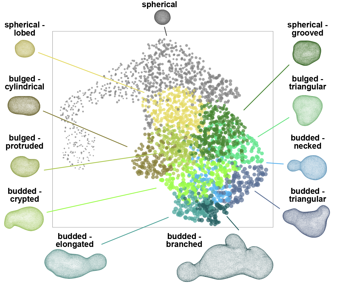 Morphogenesis of intestinal organoids