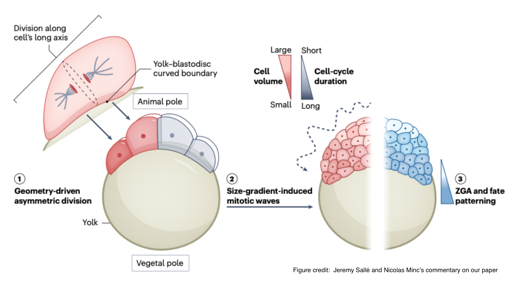 Mitotic waves