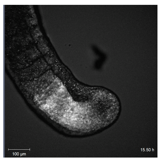 Signalling and cell-cycle coupling