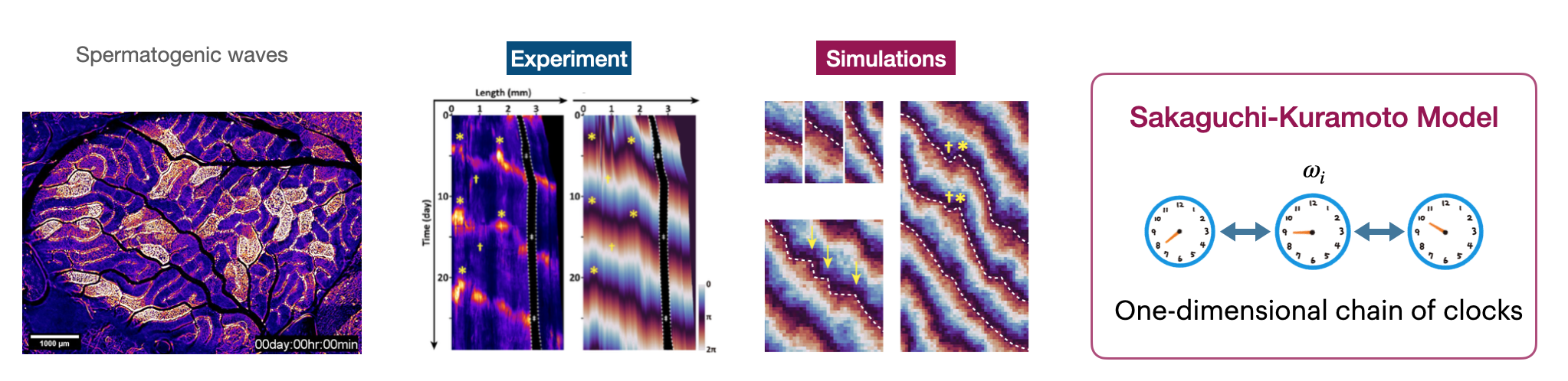 Oscillatory dynamics